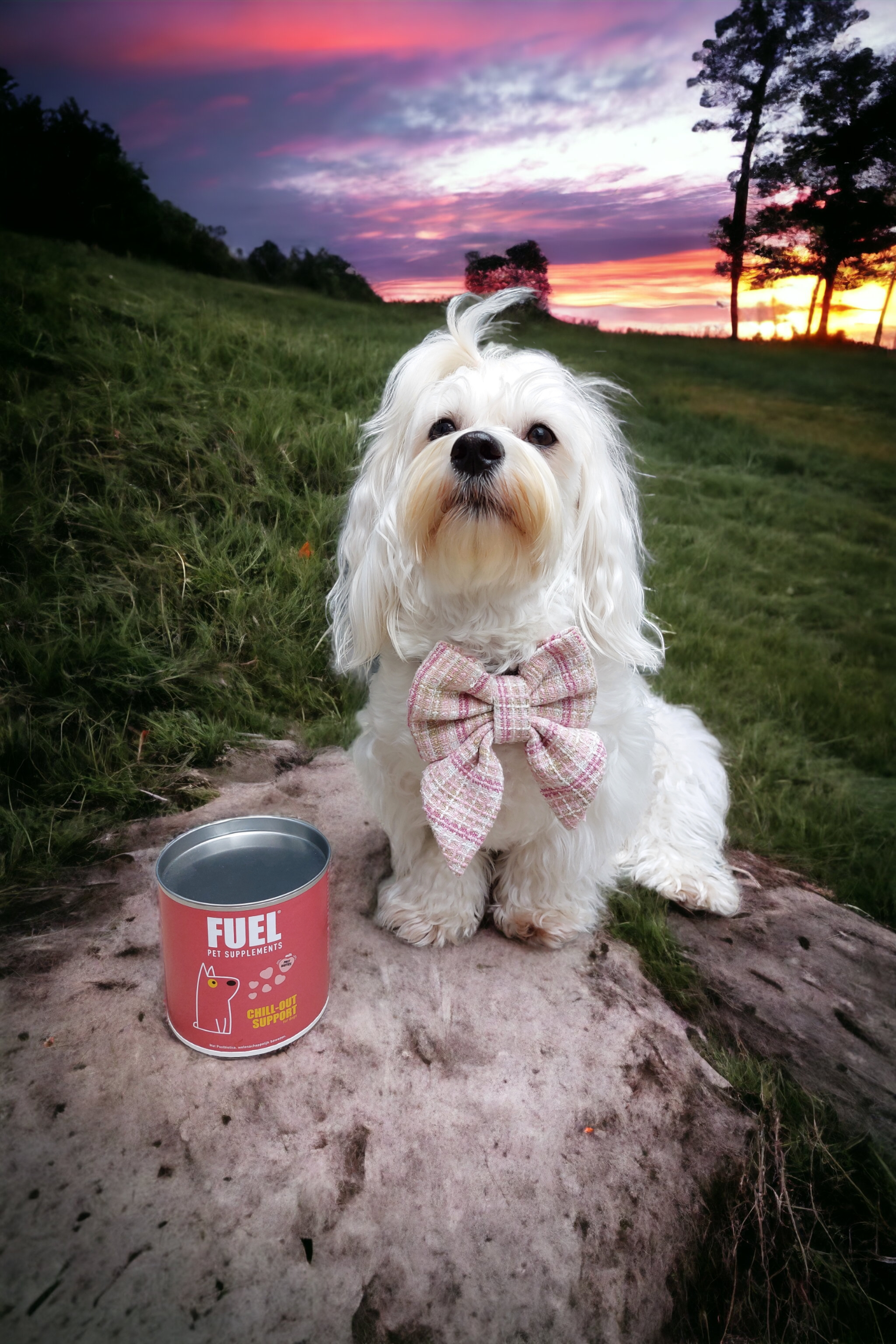 Effectief Omgaan met Gedragsproblemen bij Honden: Een Holistische Benadering