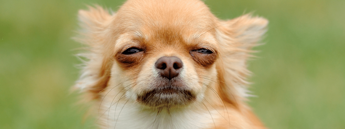 Anti-stress voedingssupplementen voor honden: wat werkt echt?