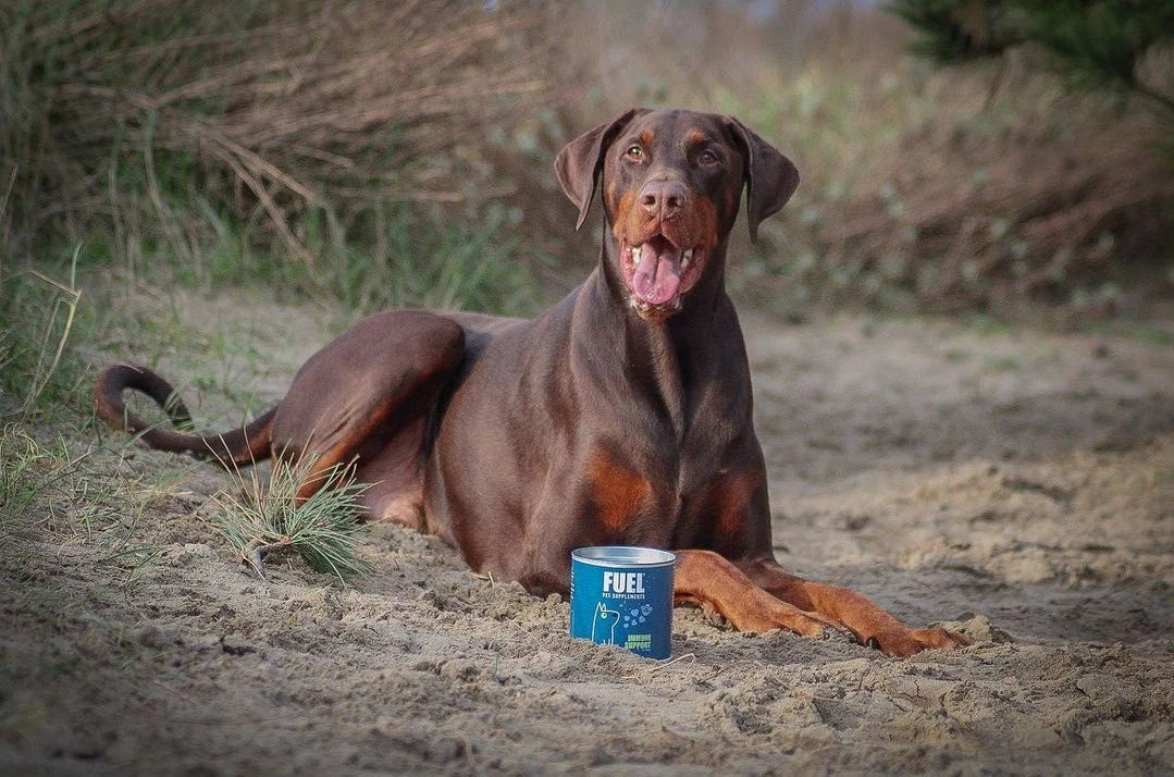 Dobermann ligt buiten in het zand met Immune Support supplement van Fuel Pet Supplements