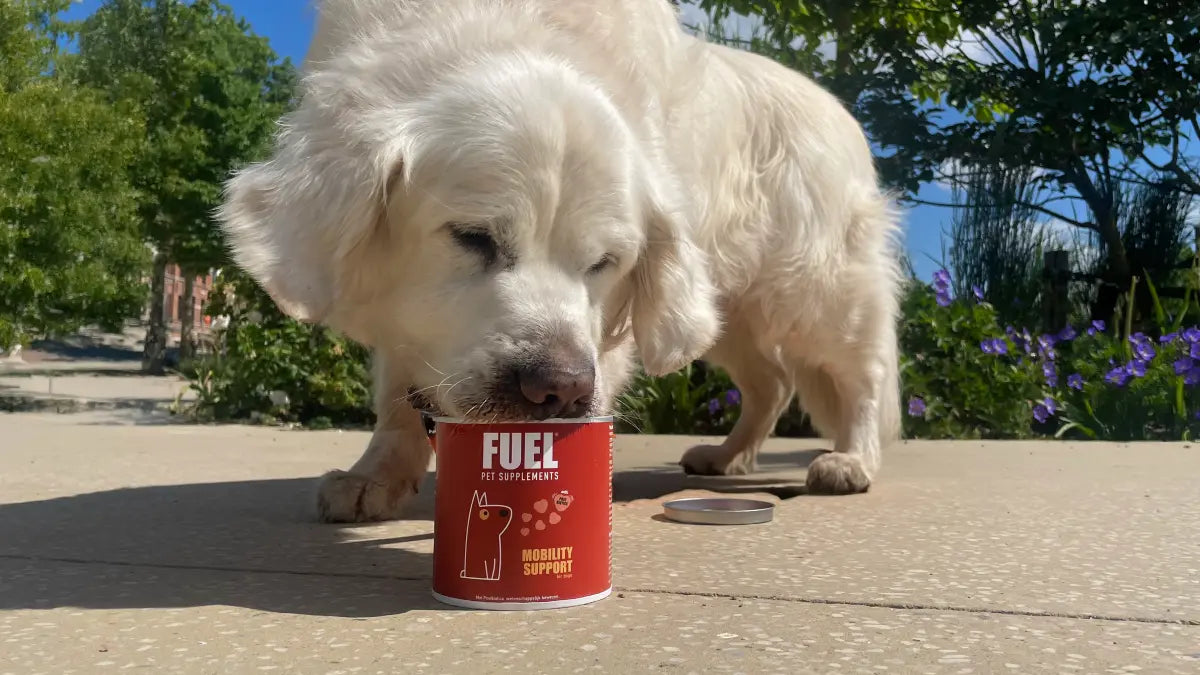 Vrouw met twee honden in het bos die Fuel Mobility Support gebruiken tegen gewrichtspijn