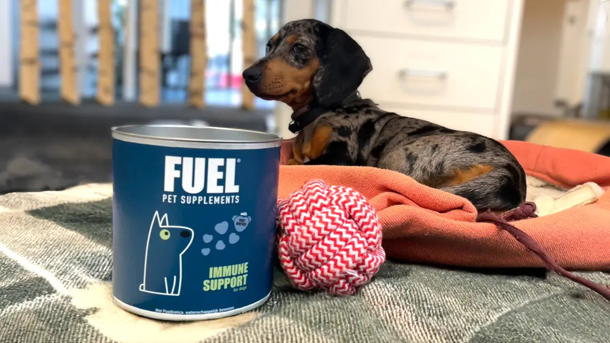 Liggende teckel op dekentje naast pot Fuel Immune Support en een rood-wit speeltouw.