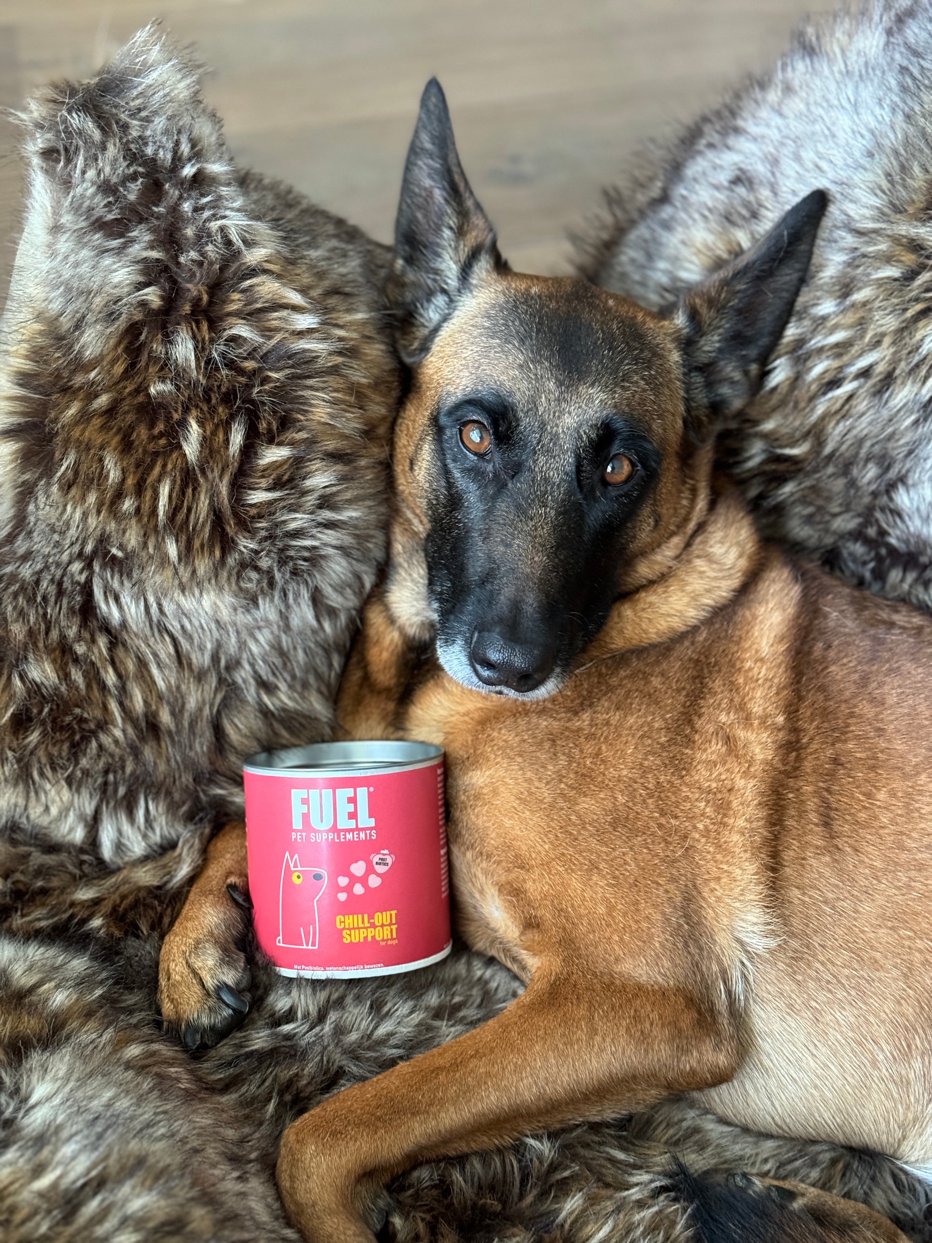 Hoe je Stress bij Honden Effectief Vermindert: Ontdek Natuurlijke Oplossingen voor een Kalmer Leven