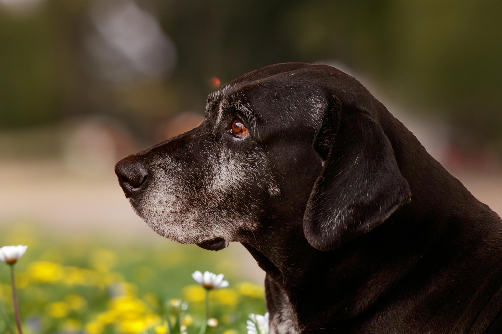 Close-up zijaanzicht van een oudere zwarte hond met grijze snuit, zittend in een veld met gele en witte bloemen.
