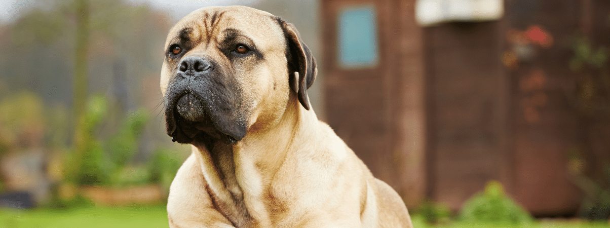 Wat te doen als je puppy last heeft van diarree