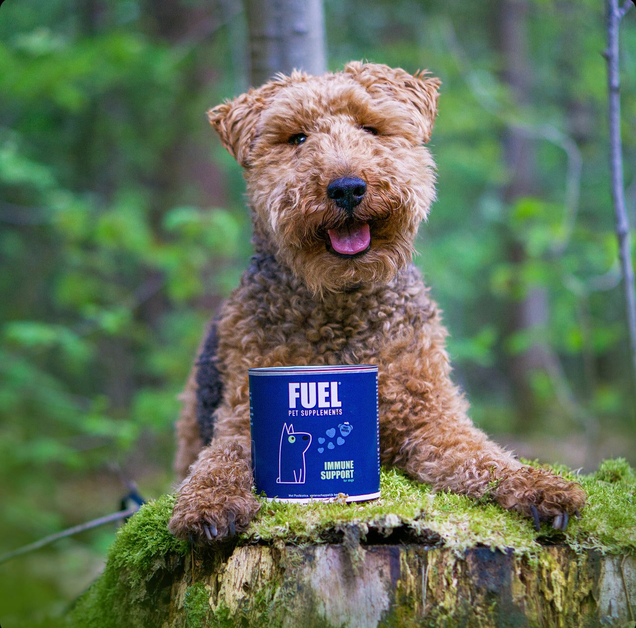 Gevoelige maag bij je hond? De 5 grootste fouten die je absoluut moet vermijden!