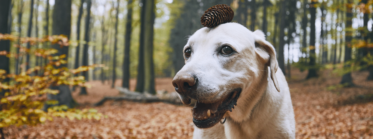 Hond diarree en overgeven: wat te doen?